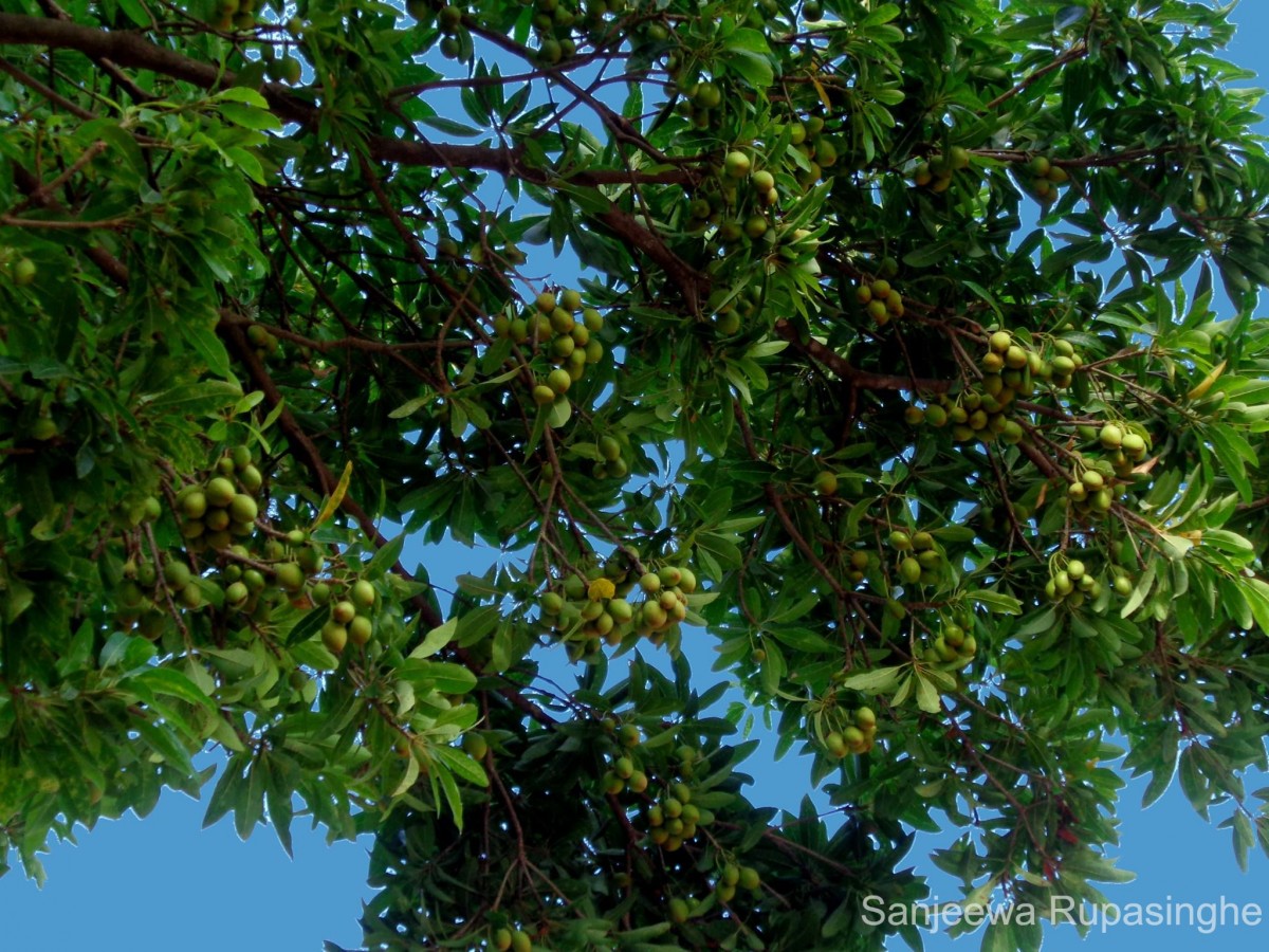 Madhuca longifolia (J.Koenig ex L.) J.F.Macbr.